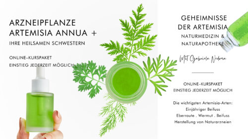 ARZNEIPFLANZE ARTEMISIA