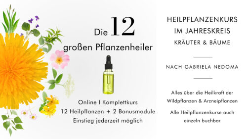 HEILPFLANZENKURS IM JAHRESKREIS